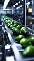 Automated Avocado Processing Line - Modern Food Production photo