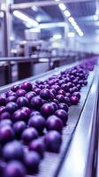 Plums on a Conveyor Belt in a Modern Food Processing Facility photo