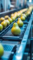 Fresh Pears on Automated Conveyor Belt in a Modern Food Processing Plant photo