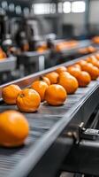 Automated Orange Processing Facility - Modern Food Production Line photo