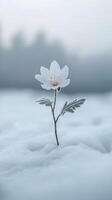 Winter Flower in the Snow A Delicate Beauty photo