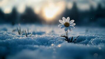 Winter Flower in the Snow A Stunning Nature Scene photo