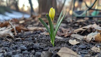 Delicate Spring Blossom Emerging from the Earth photo