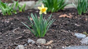 A Delicate Daffodil in Spring Garden photo