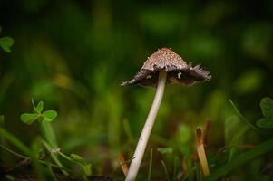 Mushroom rises gracefully amidst green foliage in a lush forest setting photo