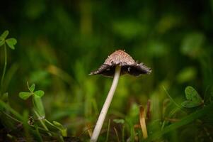 Unique mushroom growing among lush greenery in an enchanting forest setting photo