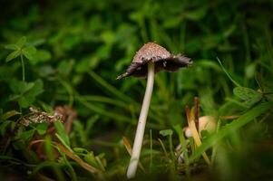 Unique mushroom stands tall among green grass and clovers on a calm afternoon in nature's embrace photo