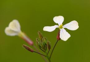 Delicate white flowers bloom amidst lush green background in a tranquil garden setting photo