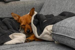 Cozy dog nestled in a soft blanket on a comfortable couch during a chilly afternoon photo