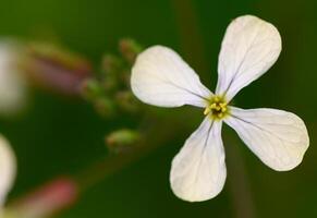 Delicate white flower blooming in the garden during springtime photo