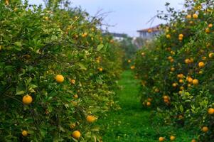 Lush grove brimming with vibrant orange trees under a cloudy sky in the afternoon light photo