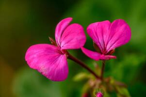 Bright pink geranium petals basking in sunlight amidst lush green foliage in a tranquil garden setting photo