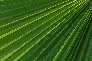 Intricate patterns of sunlight illuminating vibrant palm fronds in a tropical setting photo