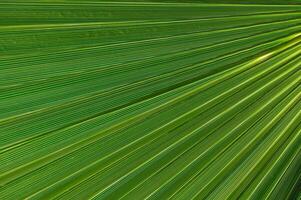Striking lines and vibrant greens create a mesmerizing pattern of palm leaves under bright daylight photo