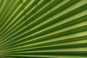 Natural geometric patterns of green palm leaves radiating in the sunlight during a warm afternoon photo