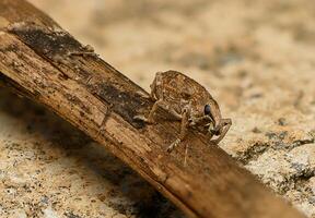 Unique insect resting on a wooden branch in a vibrant natural environment photo