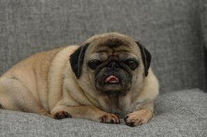 Charming pug relaxes on a cozy gray couch with a playful expression during a calm afternoon at home photo