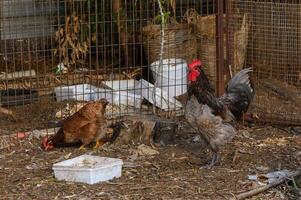 Farmyard life captures busy chickens foraging in a rustic coop during a sunny afternoon photo