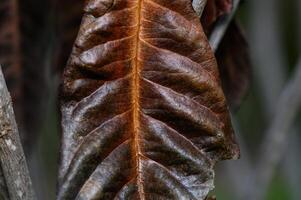 Brown leaf showcasing intricate patterns, capturing the essence of autumn in a serene natural setting photo