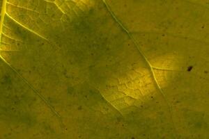 Intricate patterns of light and texture revealed on a vibrant green leaf in soft sunlight photo