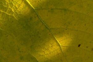 Intricate patterns of a sunlit leaf revealing nature's vibrant textures and colors in a serene moment photo