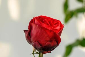 Captivating red rose unfolding in soft light amidst gentle green leaves photo