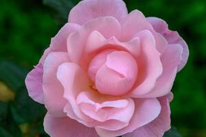 Blossoming pink rose surrounded by lush green foliage in a serene garden at sunrise photo