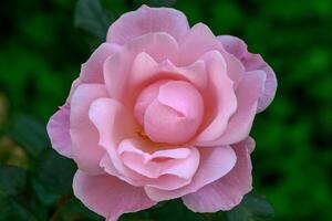 Pink rose blooms elegantly in a lush green garden under soft sunlight photo