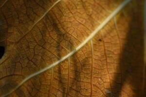 Intricate textures of a dried leaf illuminated by soft sunlight in a serene natural setting photo