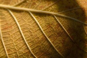 Intricate patterns of a leaf captured in warm sunlight during autumn afternoons photo