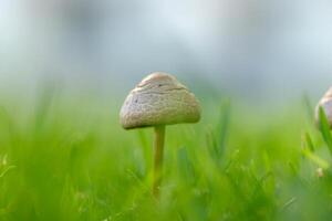 Delicate mushroom emerging from lush grass under gentle sunlight in a serene natural setting photo