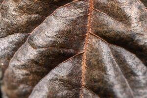 Exploring the intricate details of a dried leaf with rich textures and earthy tones photo