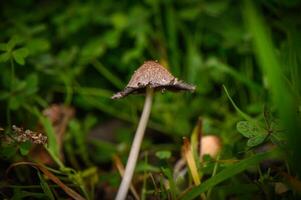 Mysterious mushroom stands tall amidst lush greenery on a serene forest floor photo