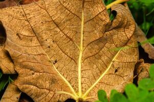 Fallen leaf showcasing intricate patterns and textures on a forest floor in early autumn sunlight photo