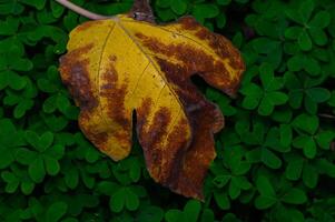 vibrante otoño hoja descansando en un alfombra de verde tréboles debajo suave luz foto