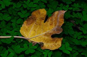 Golden leaf on vibrant green ground creates a striking contrast in nature's canvas during autumn photo