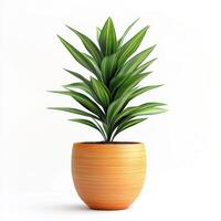 Indoor plant in a decorative pot adding freshness to a bright living space photo