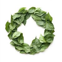 Fresh green leaves arranged in a circular pattern on a white background for decoration or design photo