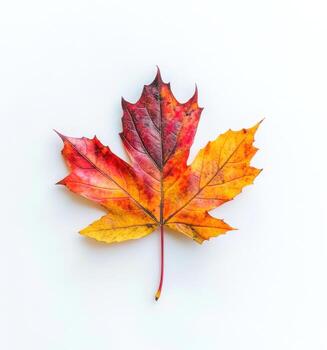 vistoso otoño hoja con vibrante rojo y amarillo matices descansando en un ligero antecedentes foto