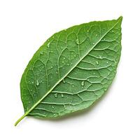 Fresh green leaf with water droplets resting on a clean white background showcasing natural beauty and texture detail photo