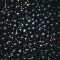 Fresh black currants ready for harvest in a farm field during late summer months photo