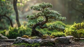 A beautiful bonsai tree surrounded by lush greenery and rocks, radiating tranquility photo