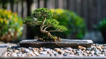 A beautiful bonsai tree sits gracefully on stone, surrounded by pebbles photo