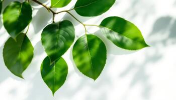 Fresh Green Leaves on Branch with Soft Sunlight and Shadows on White Background photo