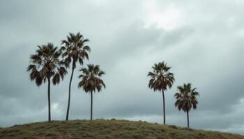 palma arboles silueta en contra un temperamental gris cielo en un herboso cima de la colina escena foto