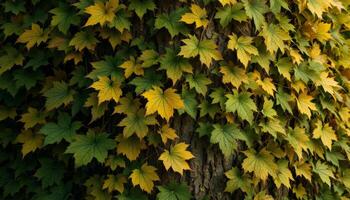 Golden and green leaves clinging to the rugged bark of an ancient tree trunk photo