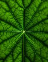 The intricate vascular network of a vibrant green leaf radiating from a central point photo