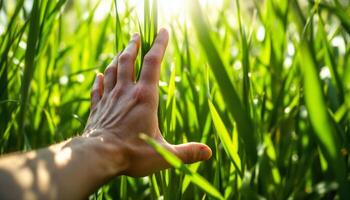 A gentle touch through tall grass bathed in sunlight exploring nature,s beauty and tranquility photo