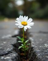 A resilient daisy emerging from a crack in the asphalt symbolizing hope and new beginnings photo