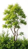 A lush green tree with vibrant leaves contrasts against a stark white background creating a natural serene image photo